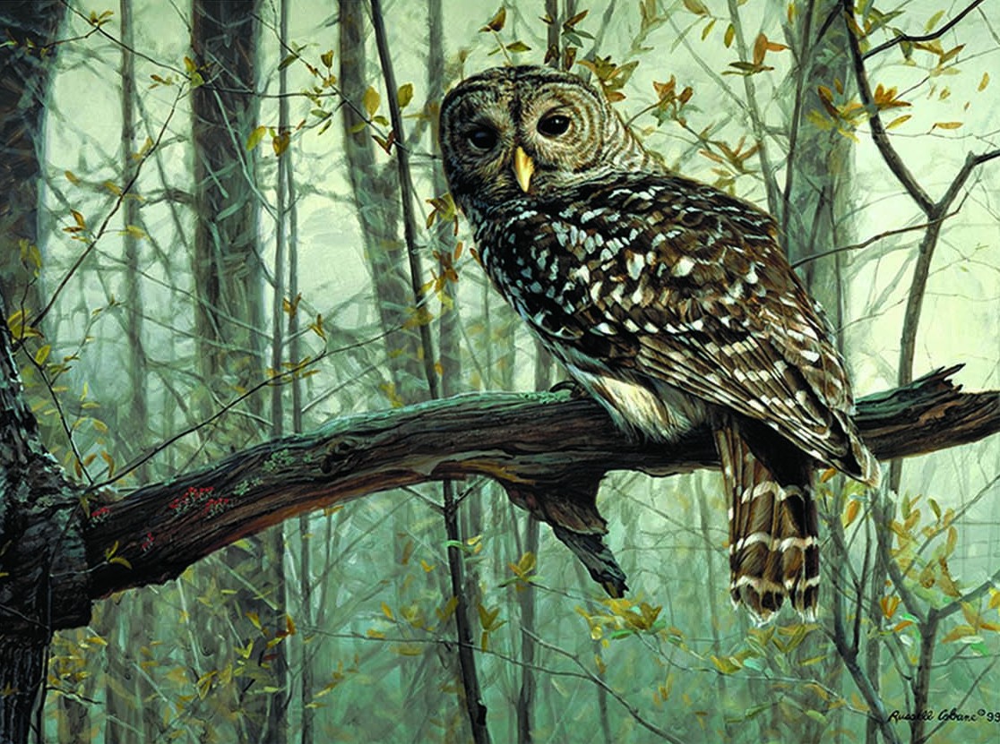 giclee-owl-tree-limb.jpg