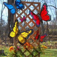 Introducing Great Lakes Butterfly Collection