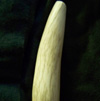 Polished Antler Finial for Top of Lamp