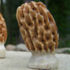 White Morel Mushroom Finial for Top of Lamp