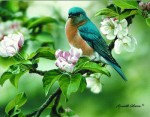 Giclee Art Bluebird and Apple Blossoms