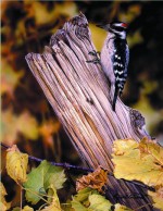 Giclee Art Woodpecker Looking for Dinner by award-winning Michigan artist Russell Cobane