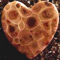 Petoskey Stone Heart Shape Magnet